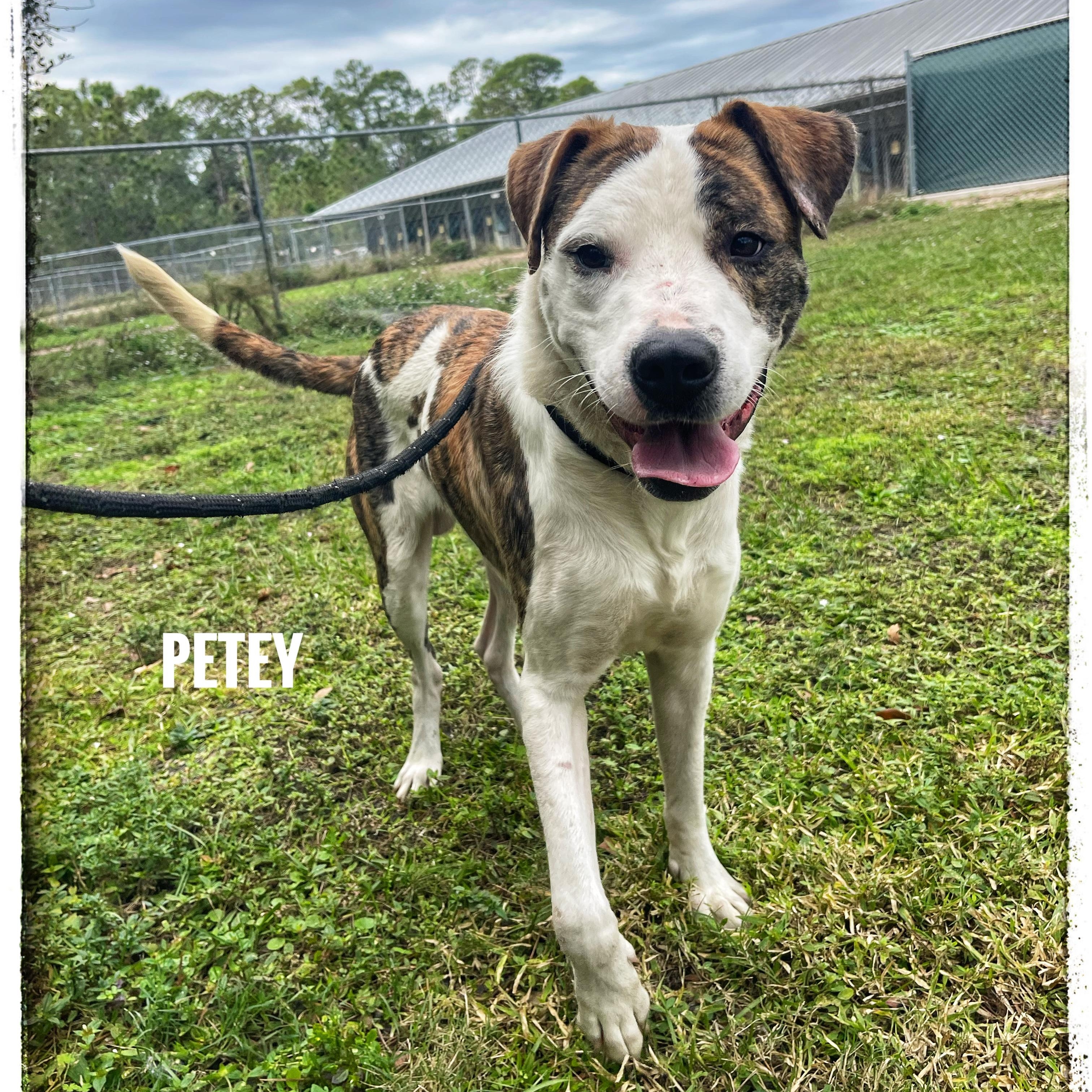 Petey