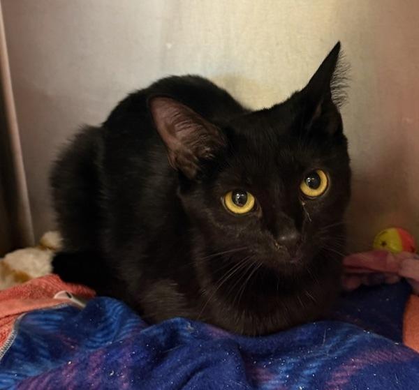 Skittles, a Adoptable mixed breed in Great Falls, MT image 3/3