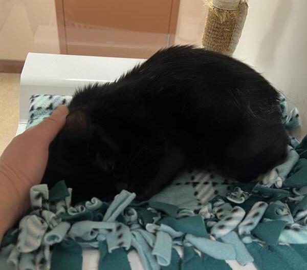 Skittles, Adoptable, Young Female Domestic Short Hair.