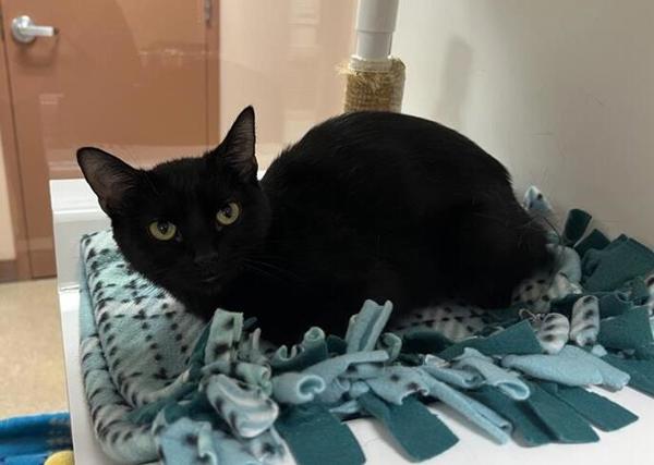 Skittles, a Adoptable mixed breed in Great Falls, MT image 3/3