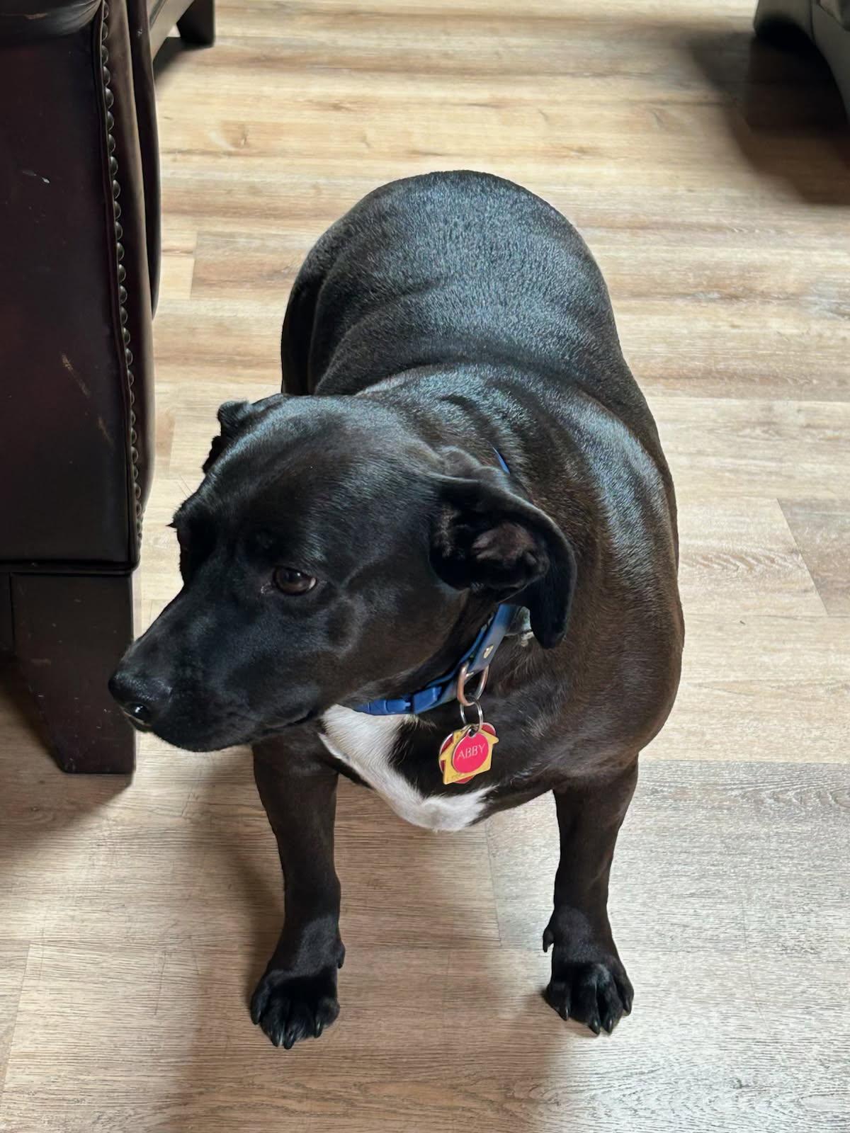 Abbie, a ADOPTABLE mixed breed in Eureka, CA image 2/3
