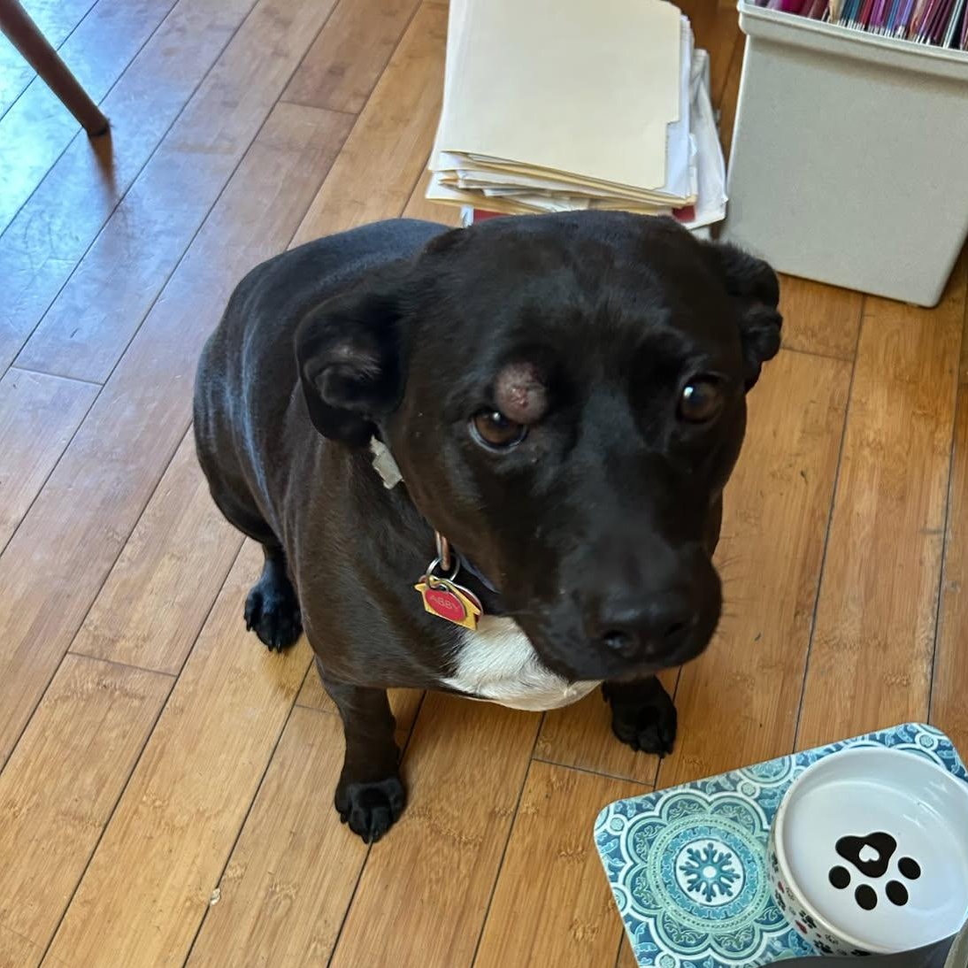 Abbie, a ADOPTABLE mixed breed in Eureka, CA image 3/3