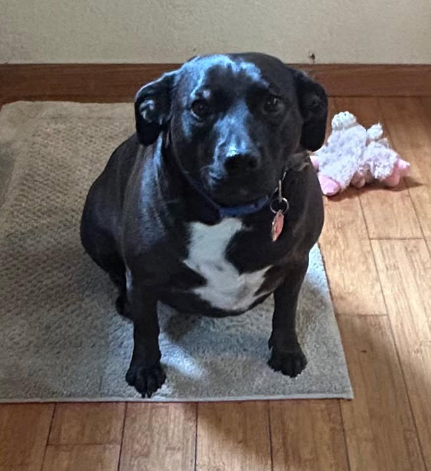 Abbie, a ADOPTABLE mixed breed in Eureka, CA image 1/3