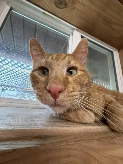 Captain Wonky, Adoptable, Adult Male Domestic Short Hair & Domestic Short Hair.