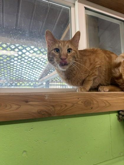 Enlarge Captain Wonky, a Adoptable mixed breed in Scottsbluff, NE image 3/3