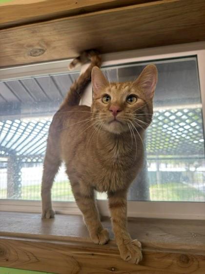Enlarge Captain Wonky, a Adoptable mixed breed in Scottsbluff, NE image 3/3