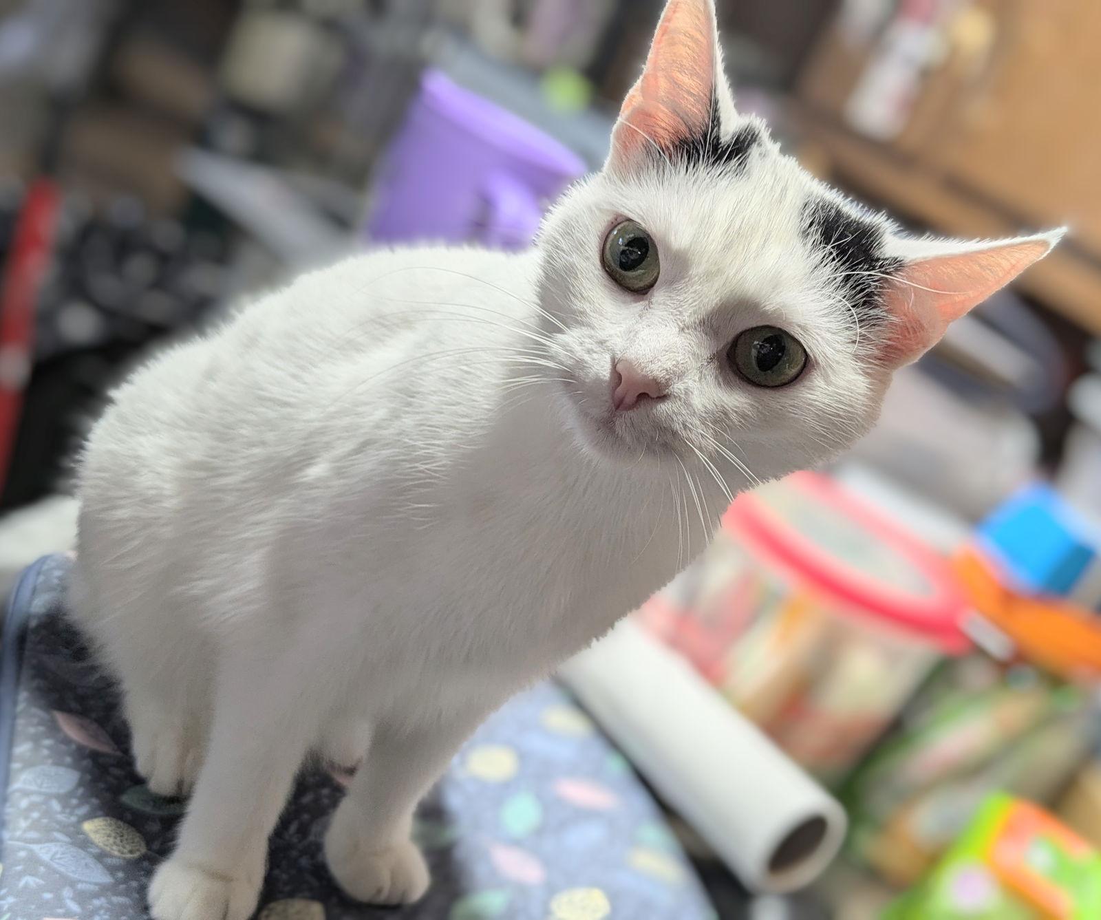 Enlarge Regina, a Adoptable Domestic Short Hair in Apollo, PA image 1/3