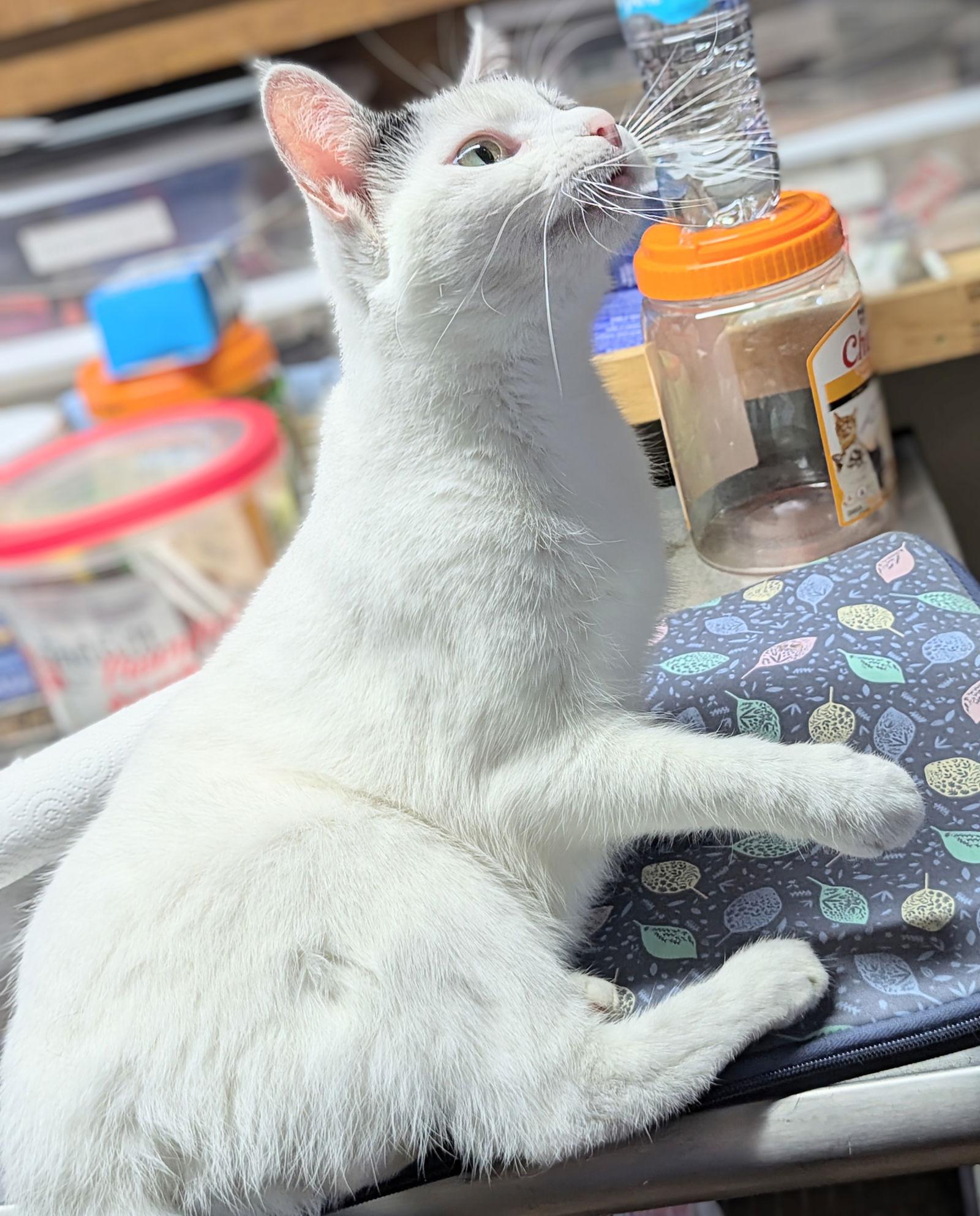Enlarge Regina, a Adoptable Domestic Short Hair in Apollo, PA image 2/3
