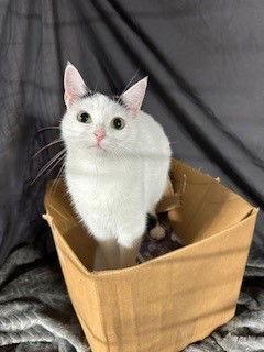 Enlarge Regina, a Adoptable Domestic Short Hair in Apollo, PA image 3/3