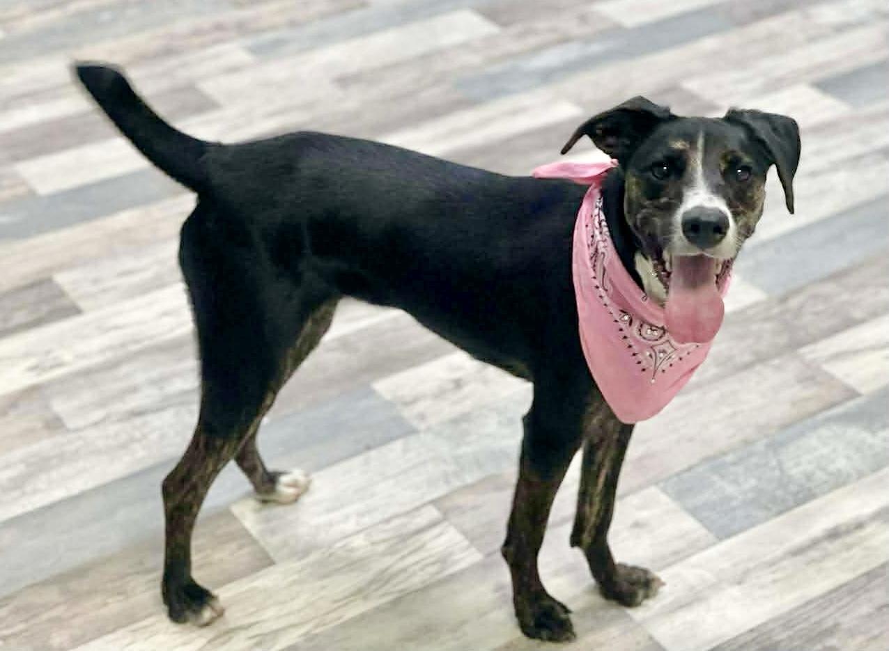 Laura, a ADOPTABLE mixed breed in Lufkin, TX image 2/3