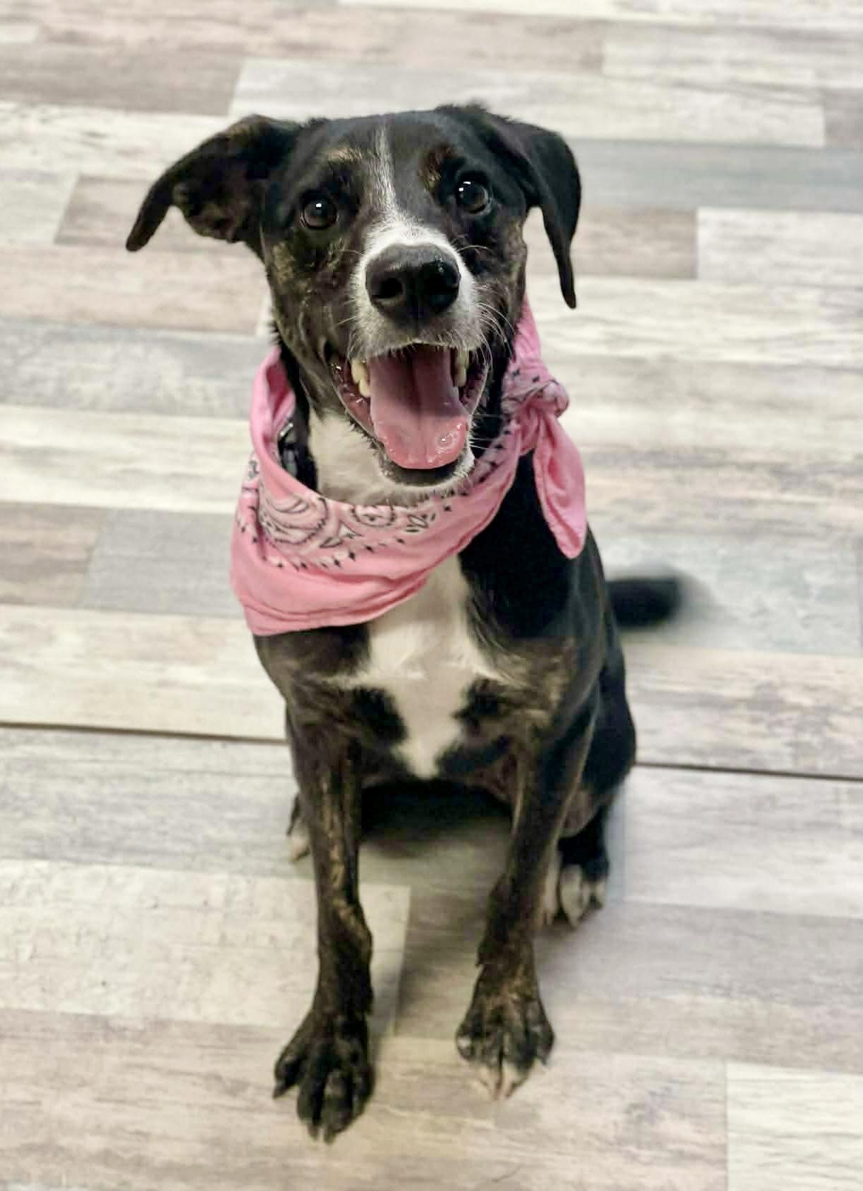 Laura, a ADOPTABLE mixed breed in Lufkin, TX image 3/3