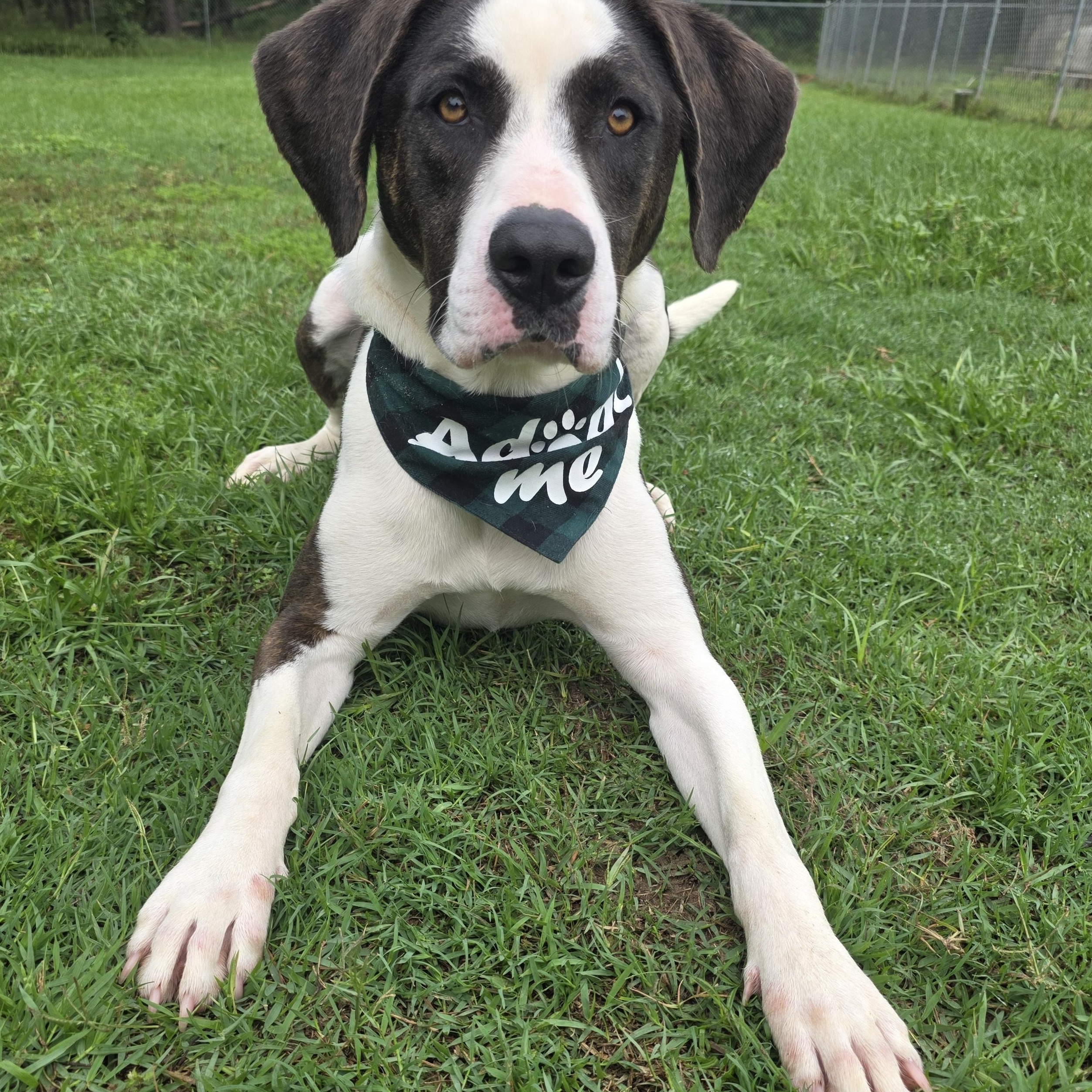Enlarge Levi, a Adoptable mixed breed in Monticello, FL image 3/3