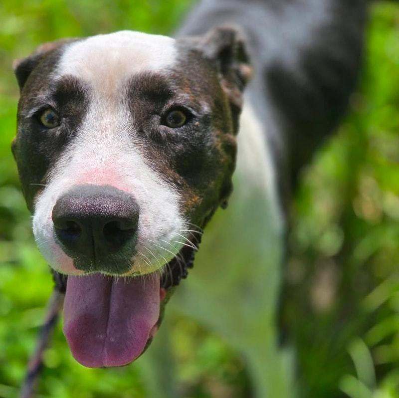 Enlarge Levi, a Adoptable mixed breed in Monticello, FL image 2/3