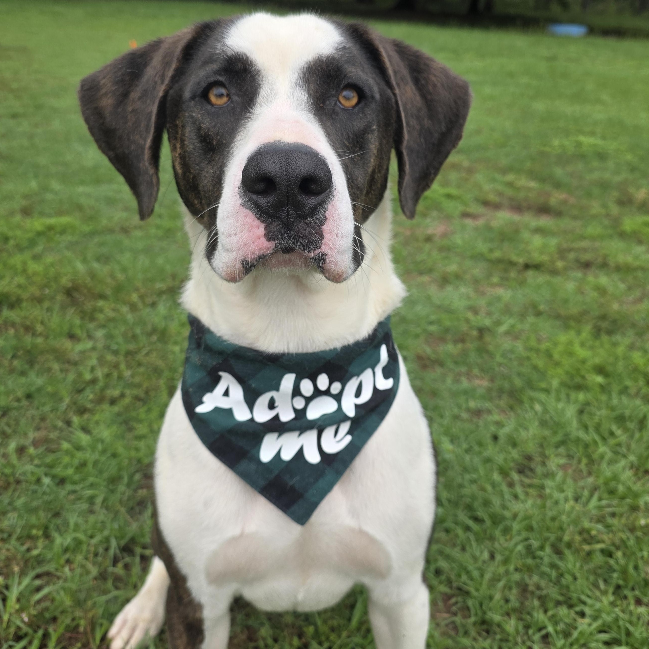 Levi, Adoptable, Adult Male Hound.
