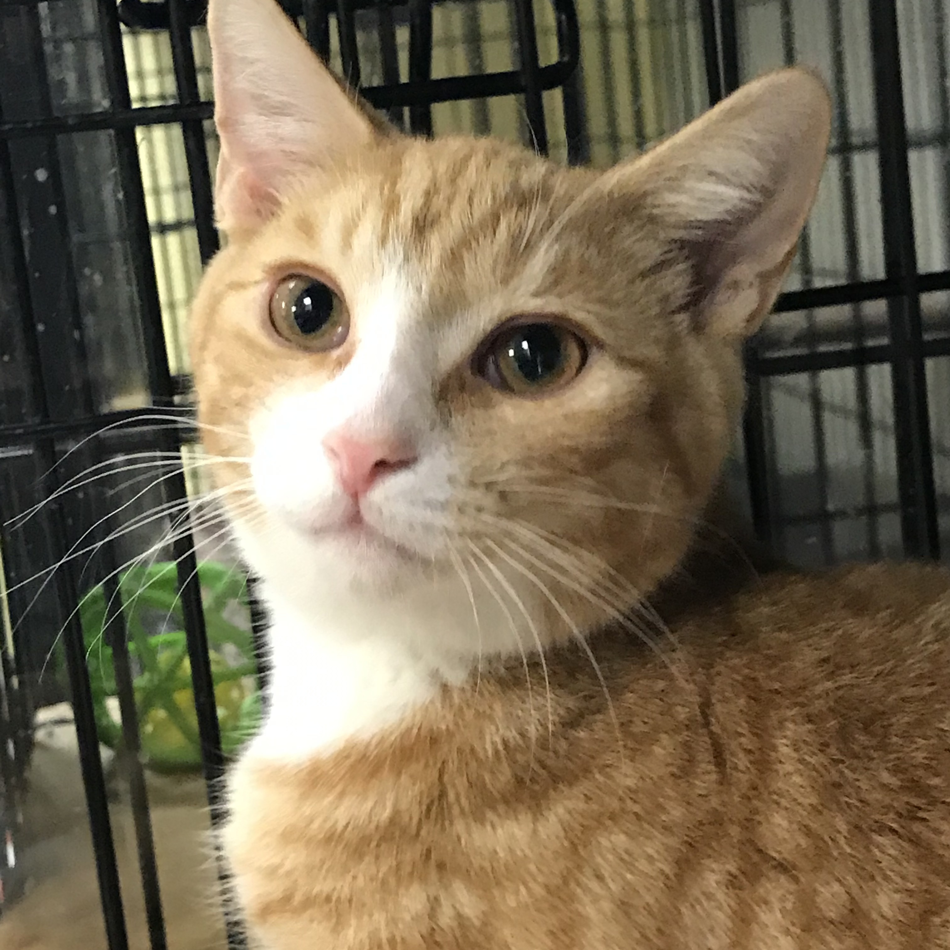 Atlas, a Adoptable mixed breed in Island Park, NY image 2/2