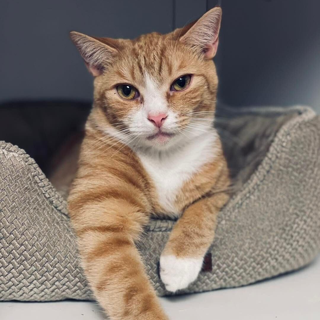 Atlas, a Adoptable mixed breed in Island Park, NY image 1/2