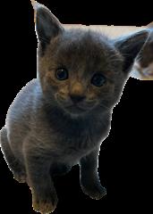 Enlarge June and Kittens, a Adoptable mixed breed in Lead, SD image 2/2