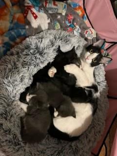 June and Kittens, Adoptable, Young Female Extra-Toes Cat / Hemingway Polydactyl & Tuxedo.