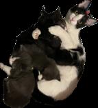 Enlarge June and Kittens, a Adoptable mixed breed in Lead, SD image 1/2