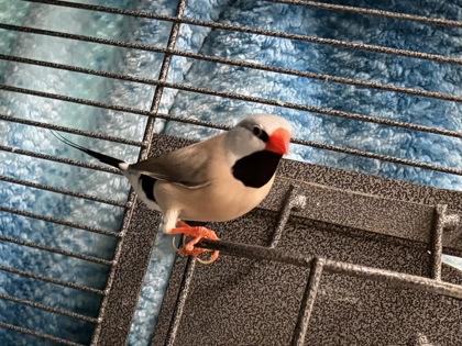 Yukon, Adoptable, Young Unknown Finch & Finch.