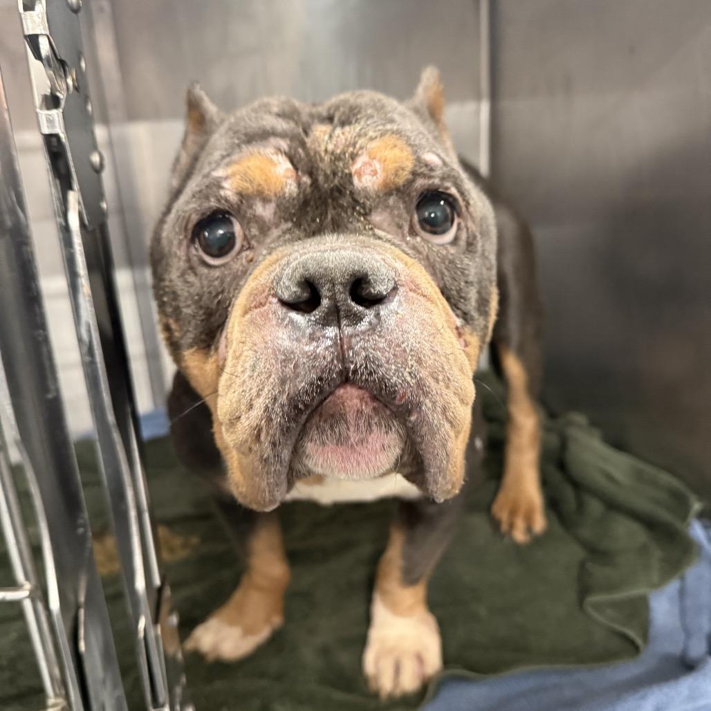 Enlarge Reggie ~ Coming Soon!!!, a Adoptable English Bulldog in Chicago, IL image 1/2