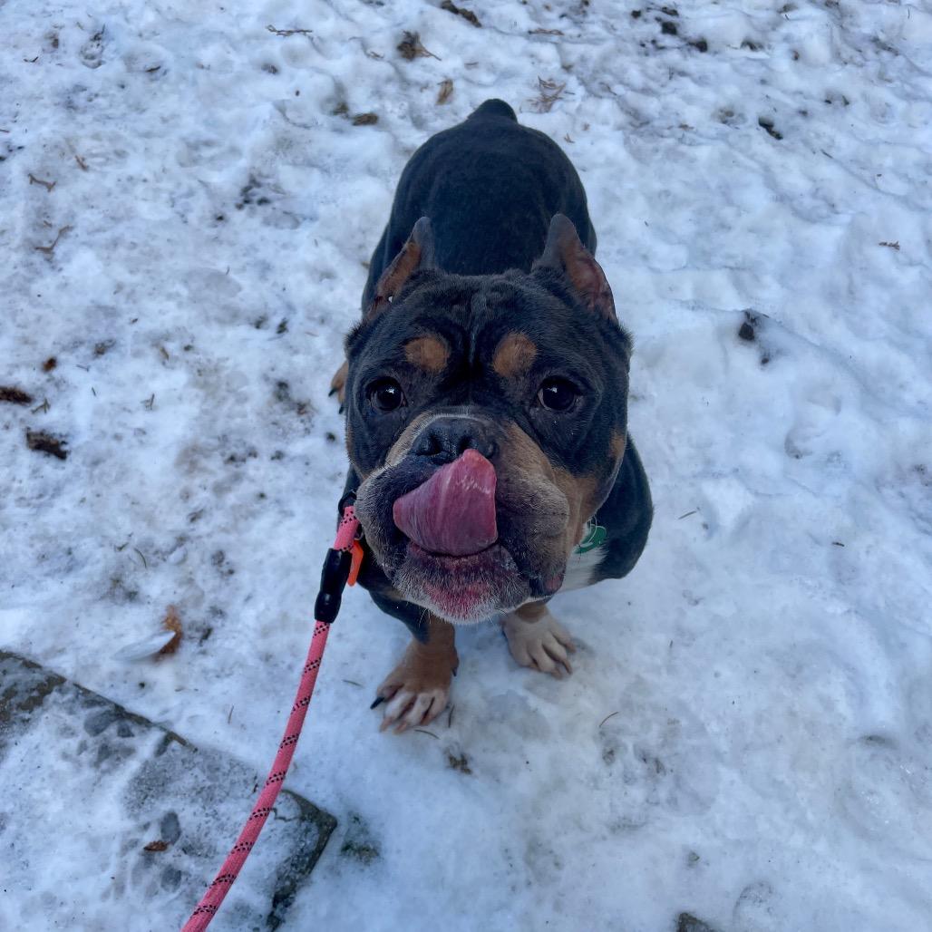 Reggie, Adoptable, Adult Male English Bulldog.