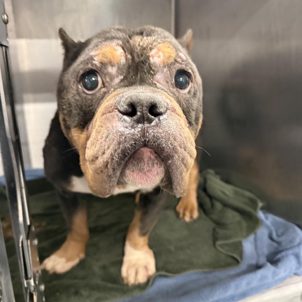 Enlarge Reggie ~ Coming Soon!!!, a Adoptable English Bulldog in Chicago, IL image 2/2