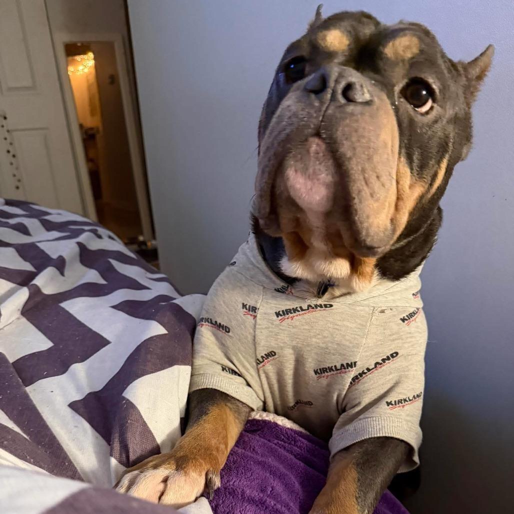 Enlarge Reggie, a Adoptable English Bulldog in Chicago, IL image 2/6