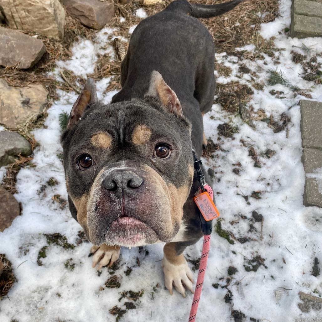 Reggie, Adoptable, Adult Male English Bulldog.