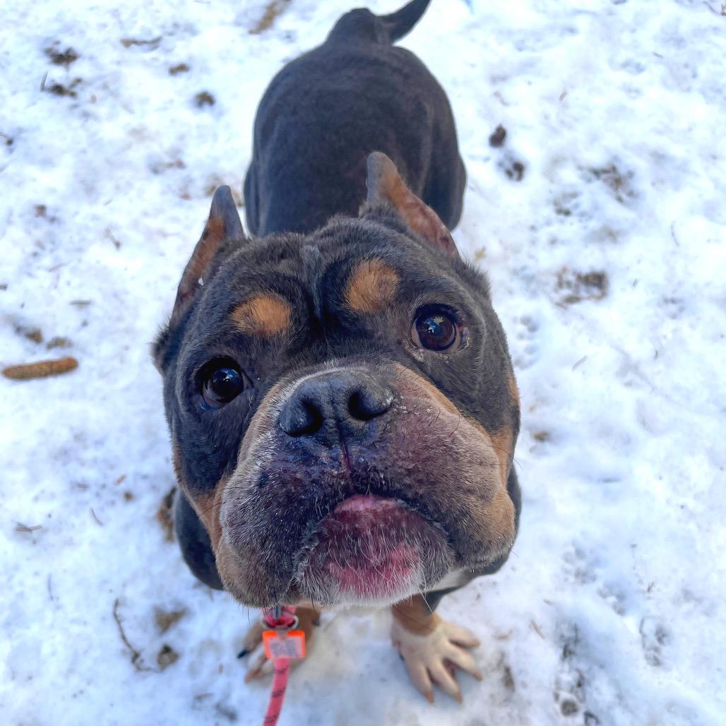 Enlarge Reggie, a Adoptable English Bulldog in Chicago, IL image 4/6