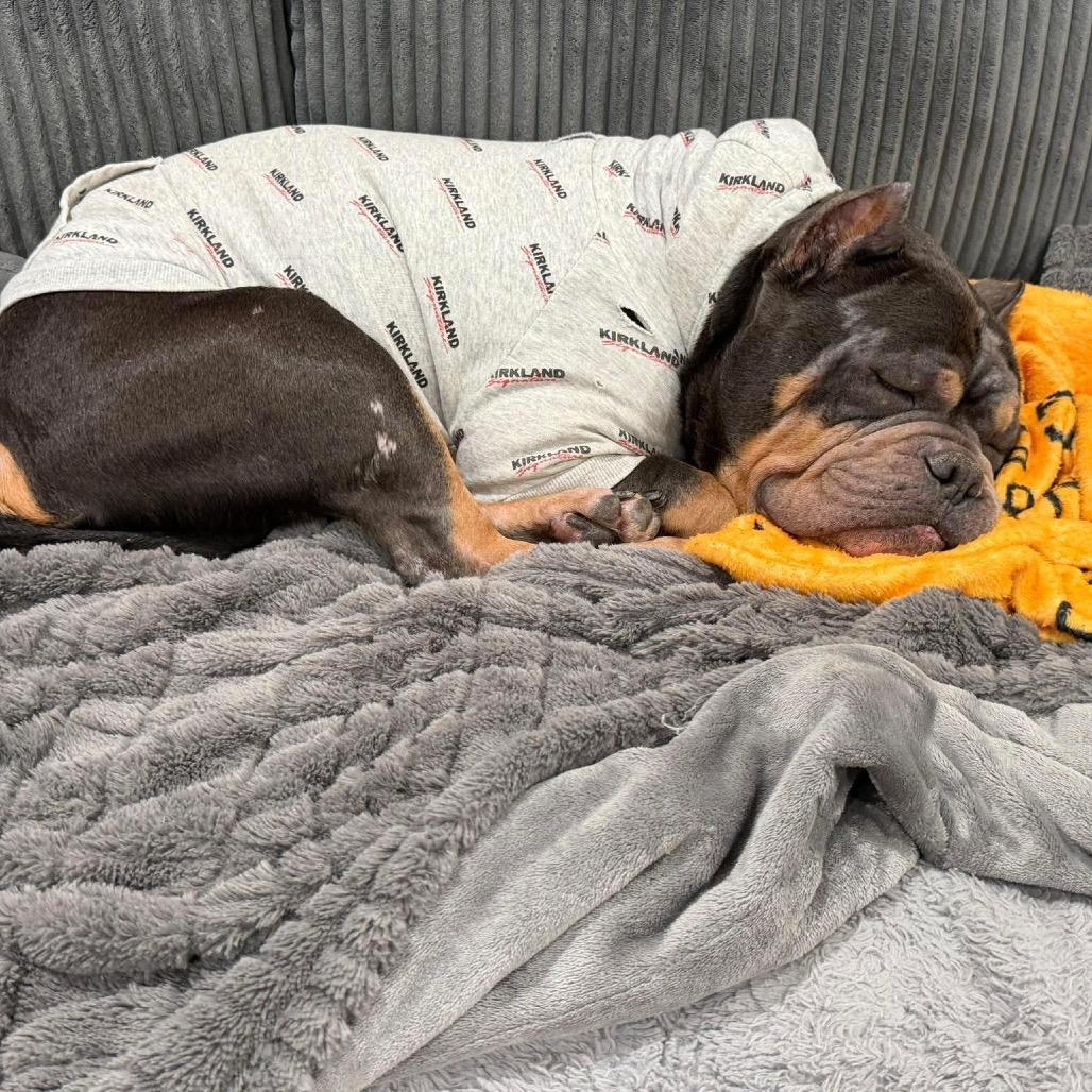 Enlarge Reggie, a Adoptable English Bulldog in Chicago, IL image 5/6