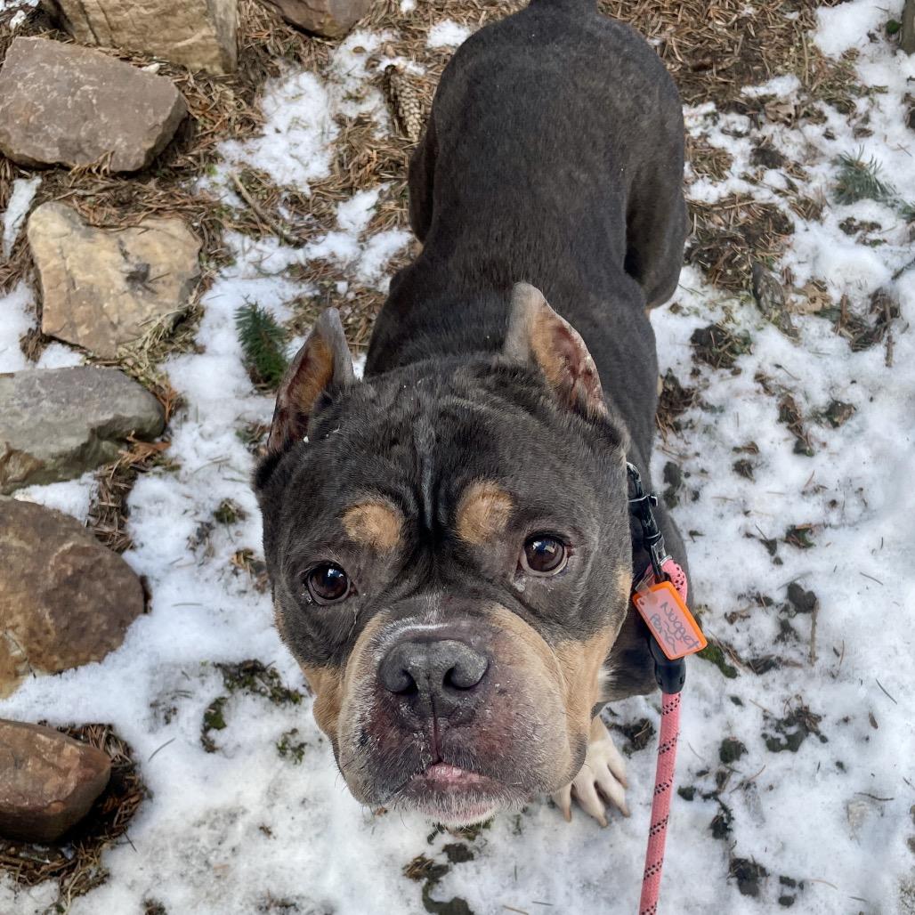 Enlarge Reggie, a Adoptable English Bulldog in Chicago, IL image 6/6