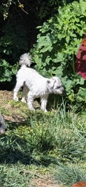 Snowball, Adoptable, Adult Male Maltese & Poodle.