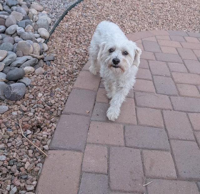 Snowball, a Adoptable mixed breed in Midway, UT image 3/3