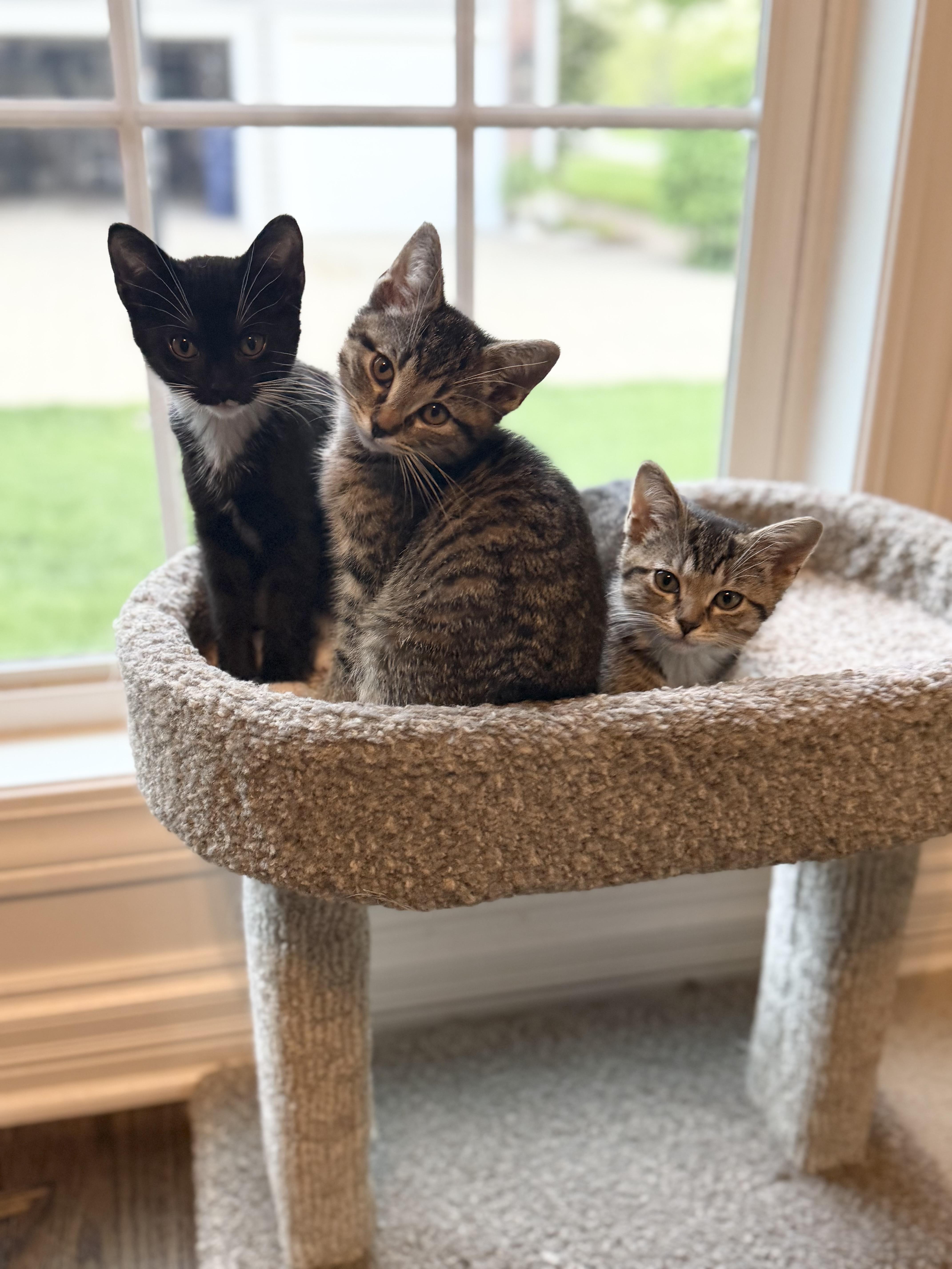 Seranno & Pepperoncini, a Adoptable Domestic Short Hair in St. Charles, IL image 2/4