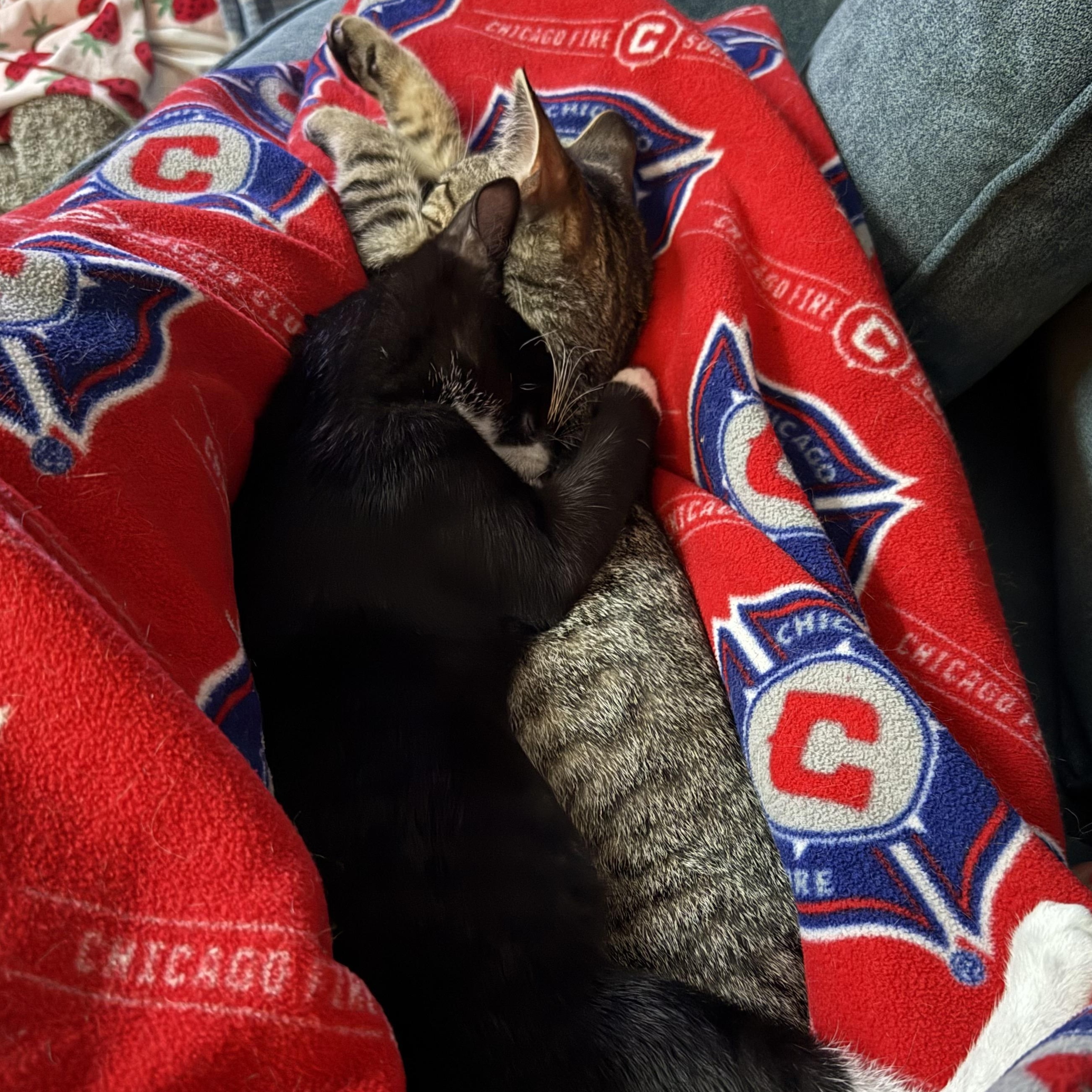 Seranno & Pepperoncini, a Adoptable Domestic Short Hair in St. Charles, IL image 3/4