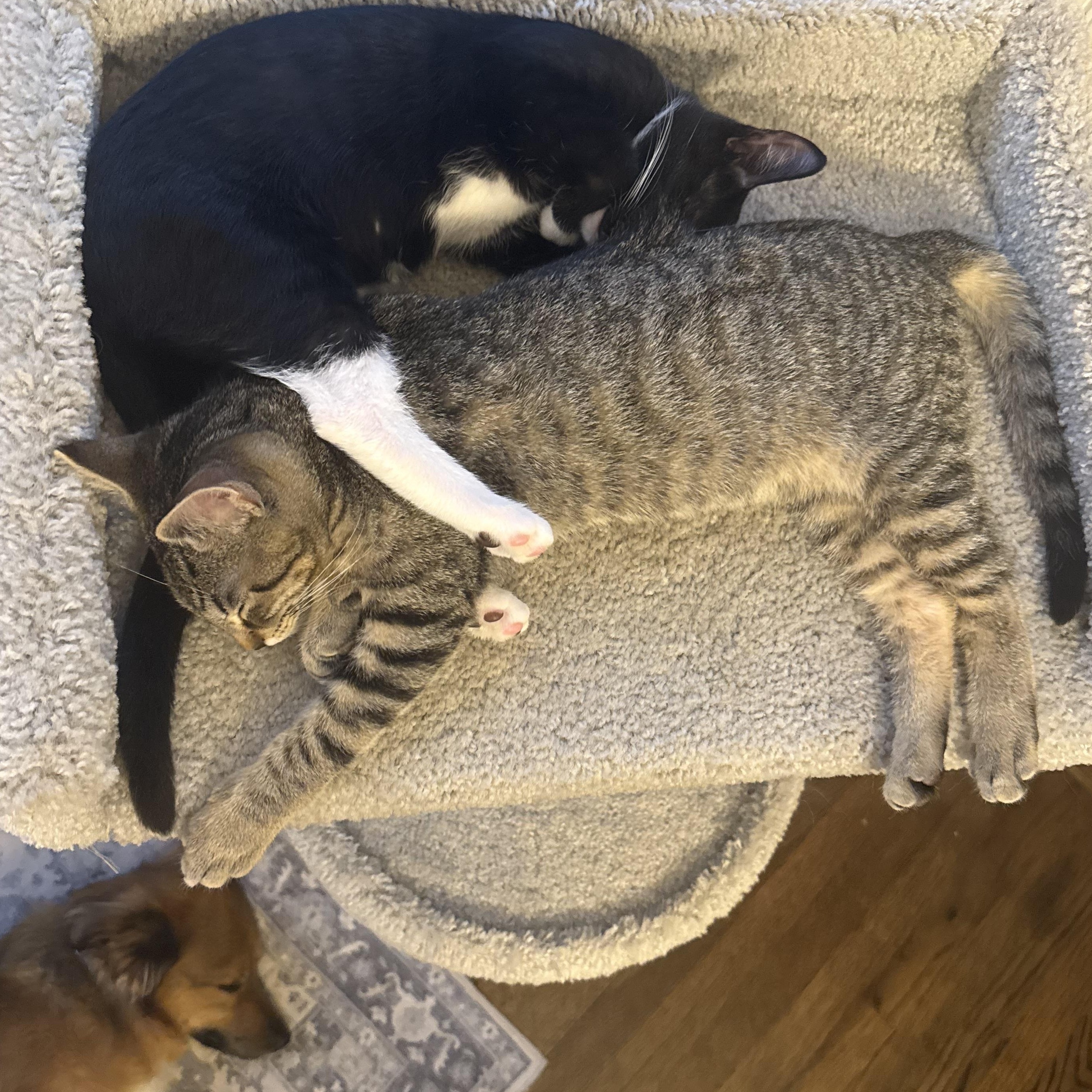 Seranno & Pepperoncini, a Adoptable Domestic Short Hair in St. Charles, IL image 4/4