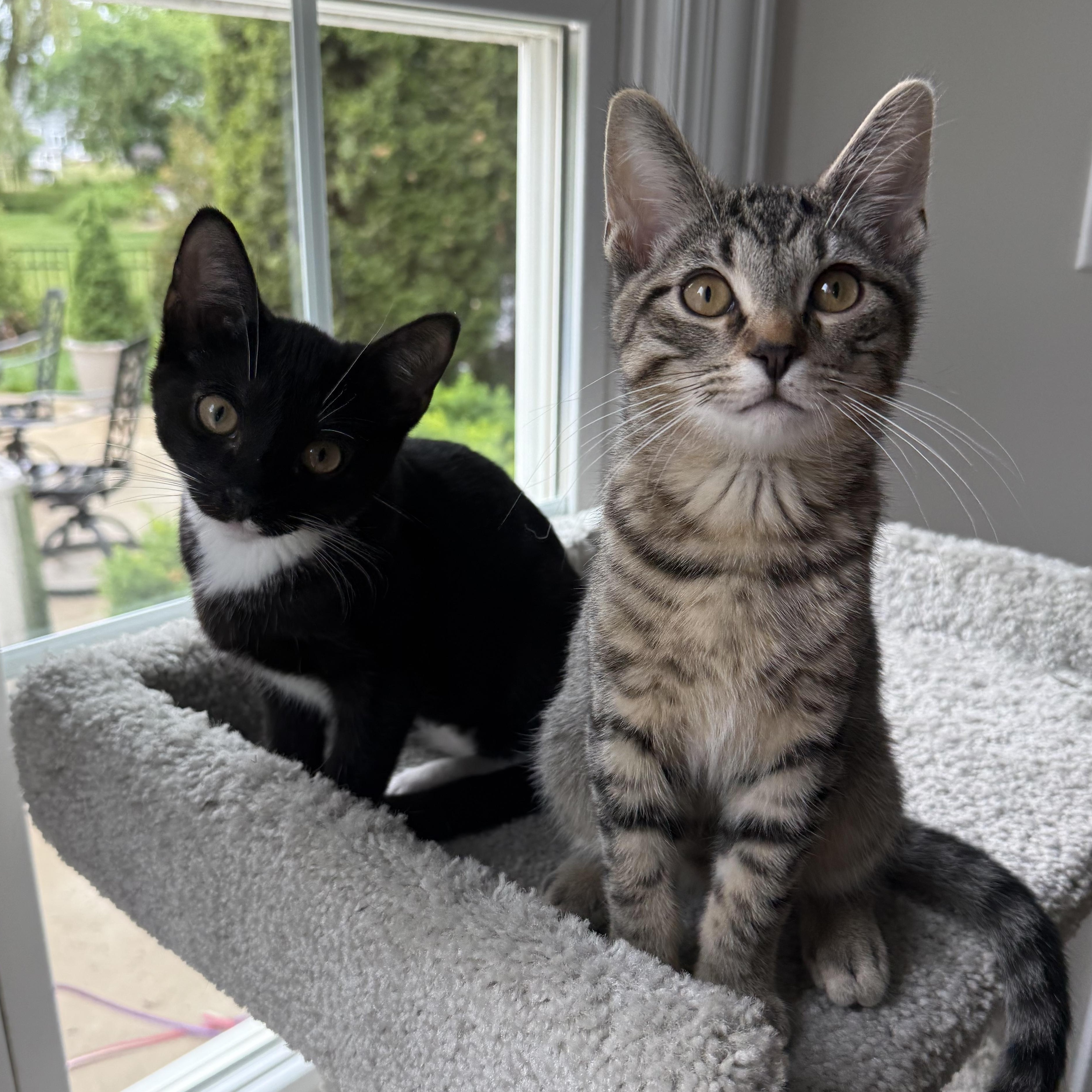 Seranno & Pepperoncini, Adoptable, Kitten Male Domestic Short Hair.