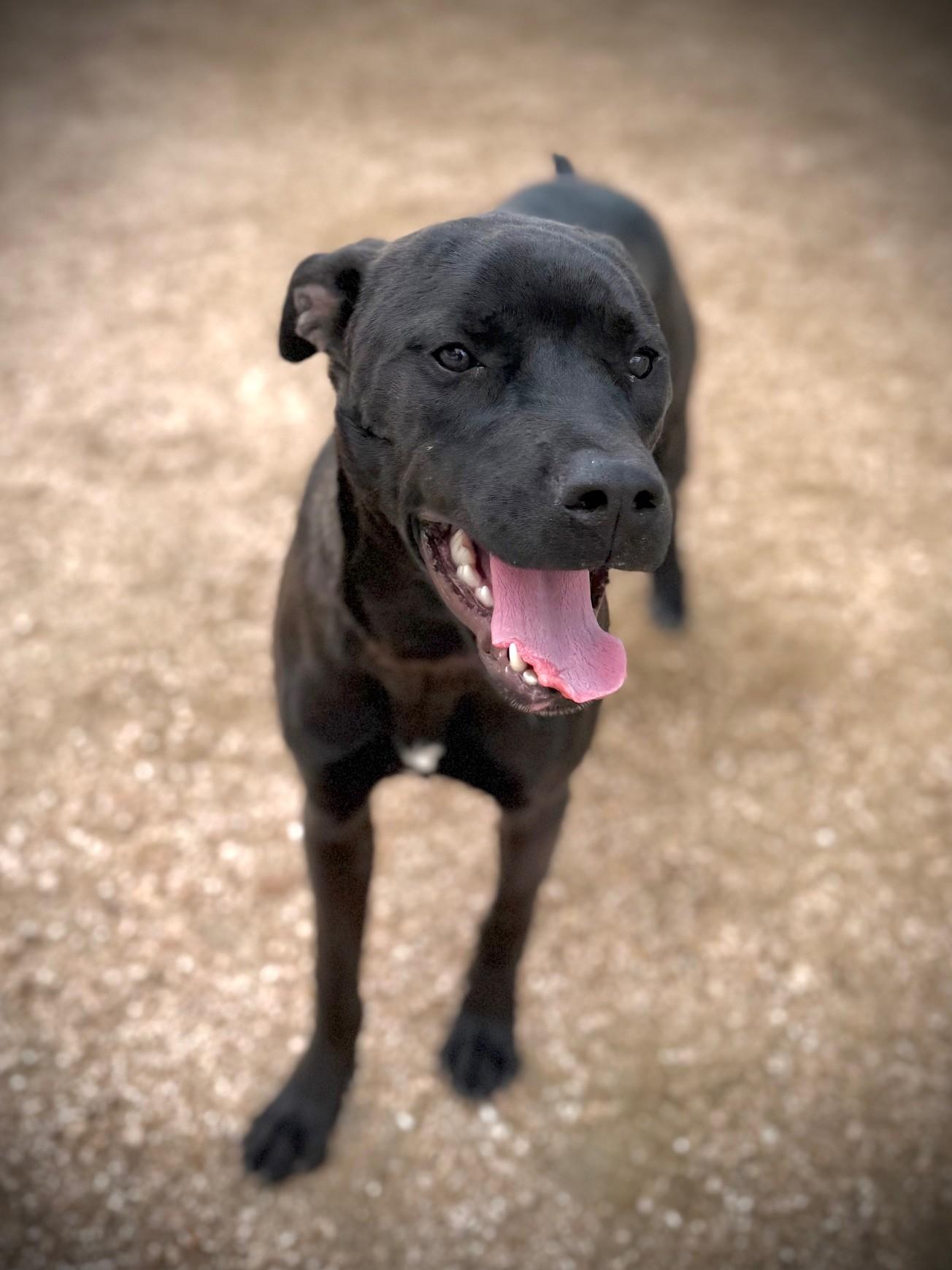 Enlarge Betty Boop, a ADOPTABLE mixed breed in Comfort, TX image 5/5