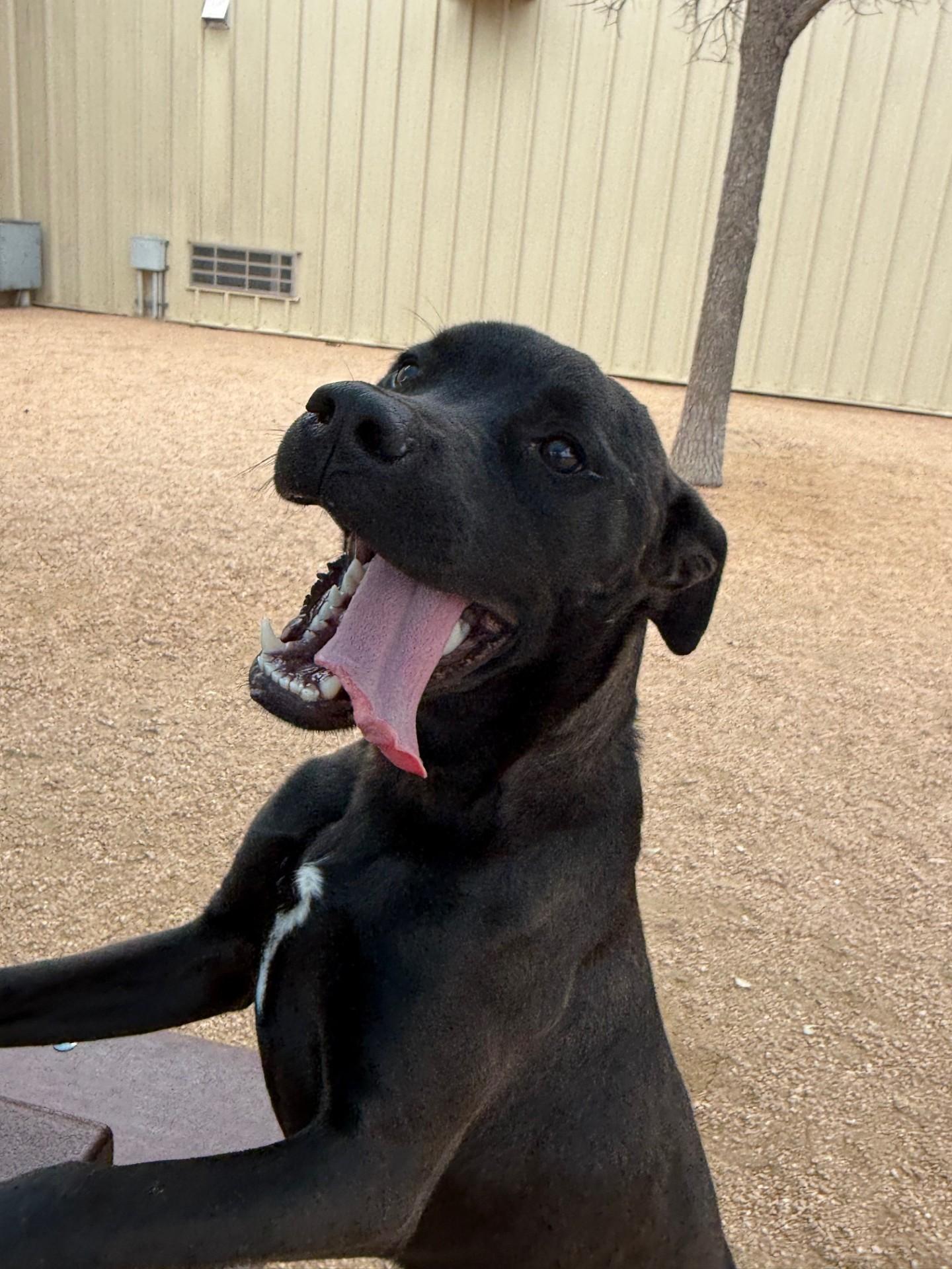 Enlarge Betty Boop, a ADOPTABLE mixed breed in Comfort, TX image 3/5