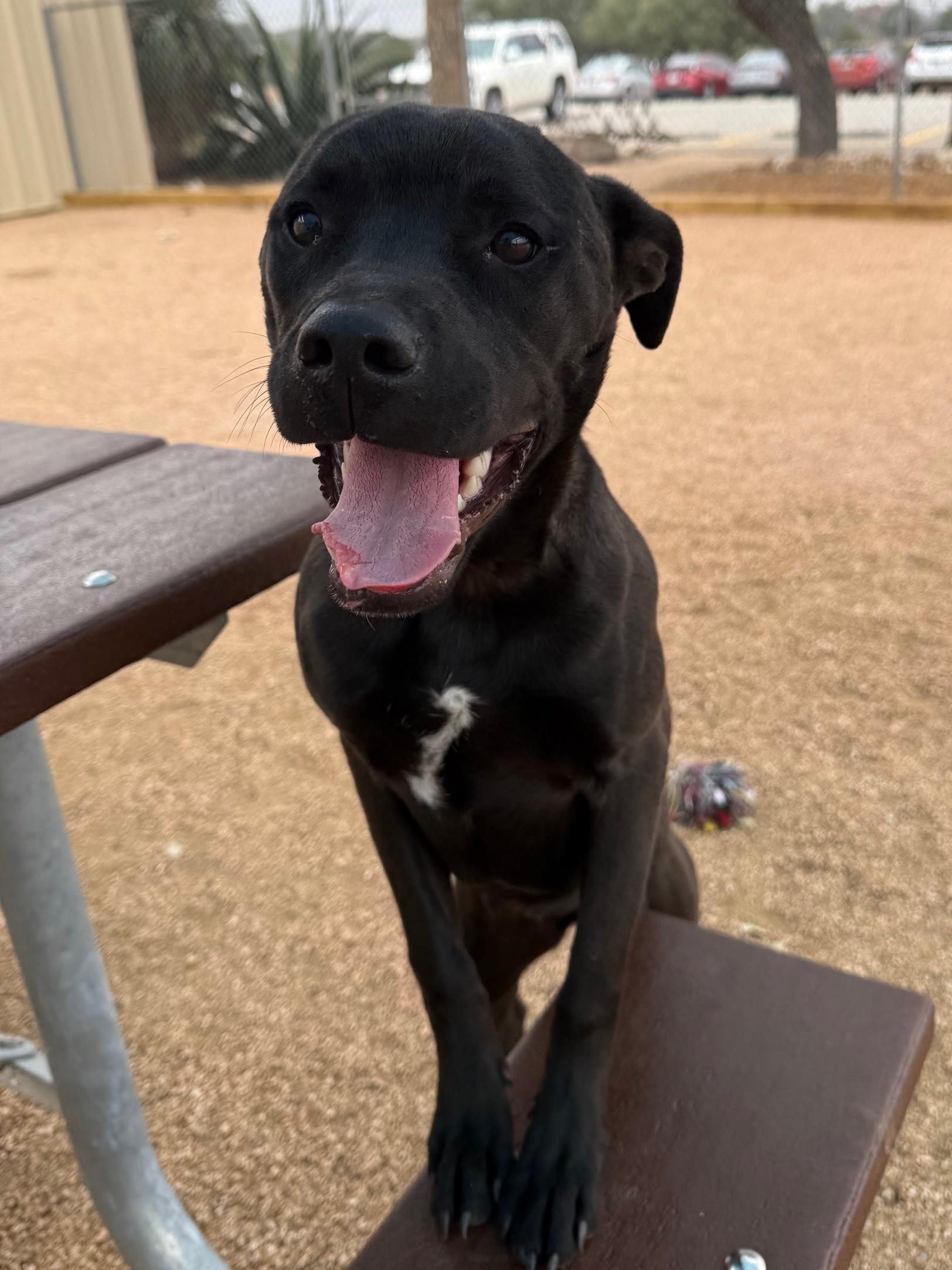 Enlarge Betty Boop, a ADOPTABLE mixed breed in Comfort, TX image 2/5