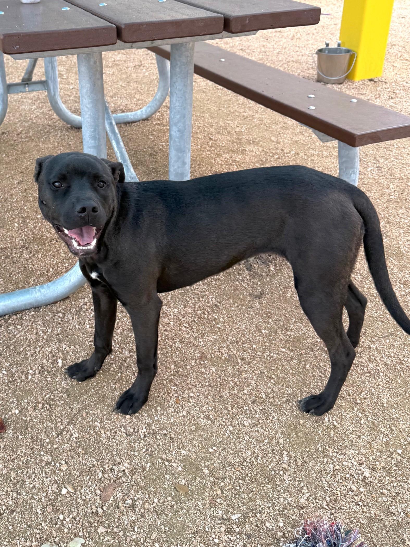 Enlarge Betty Boop, a ADOPTABLE mixed breed in Comfort, TX image 4/5