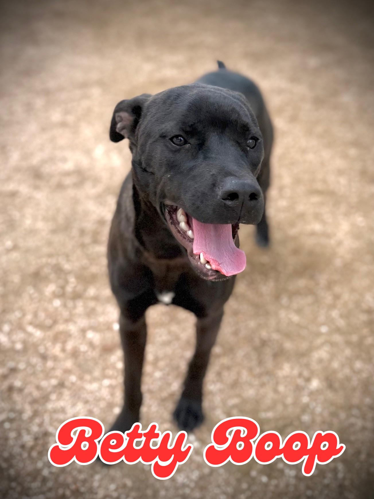 Betty Boop, ADOPTABLE, Young Female Black Labrador Retriever & Pit Bull Terrier.