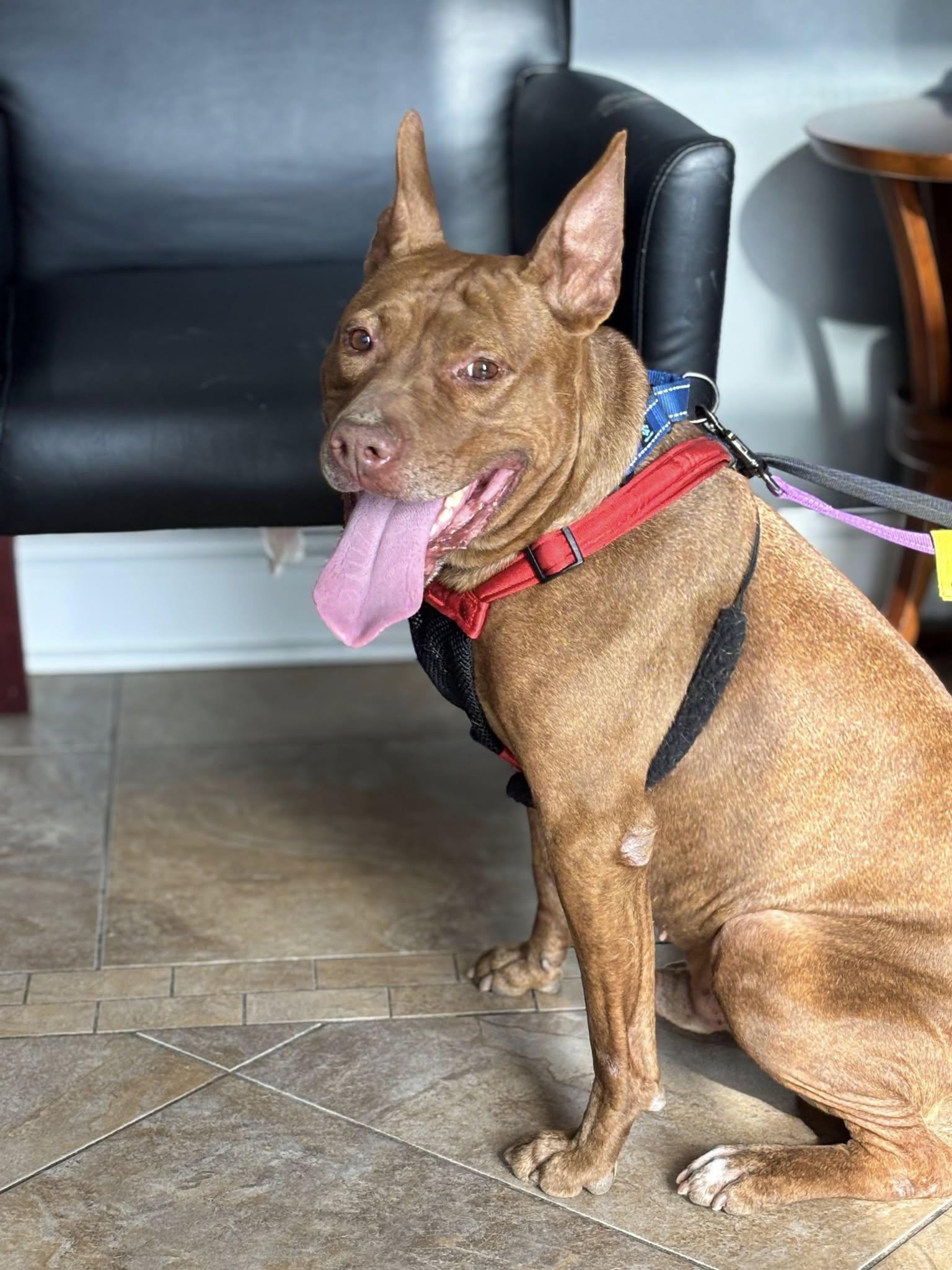 Enlarge Stitch, a Adoptable mixed breed in Fuquay Varina, NC image 1/3