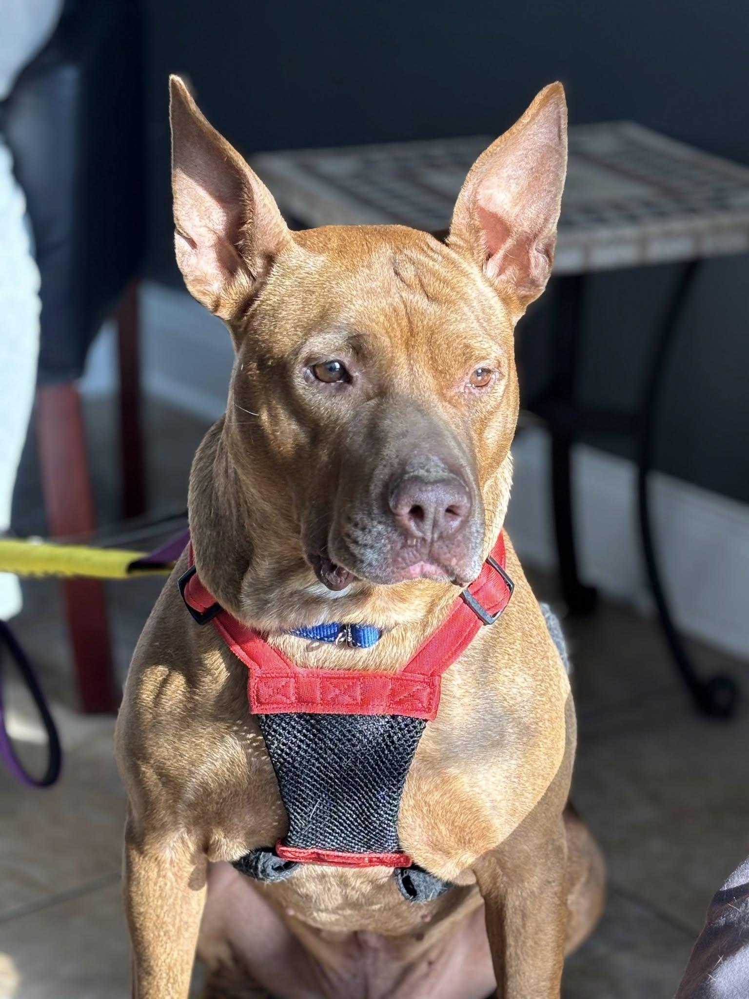 Enlarge Stitch, a Adoptable mixed breed in Fuquay Varina, NC image 2/3