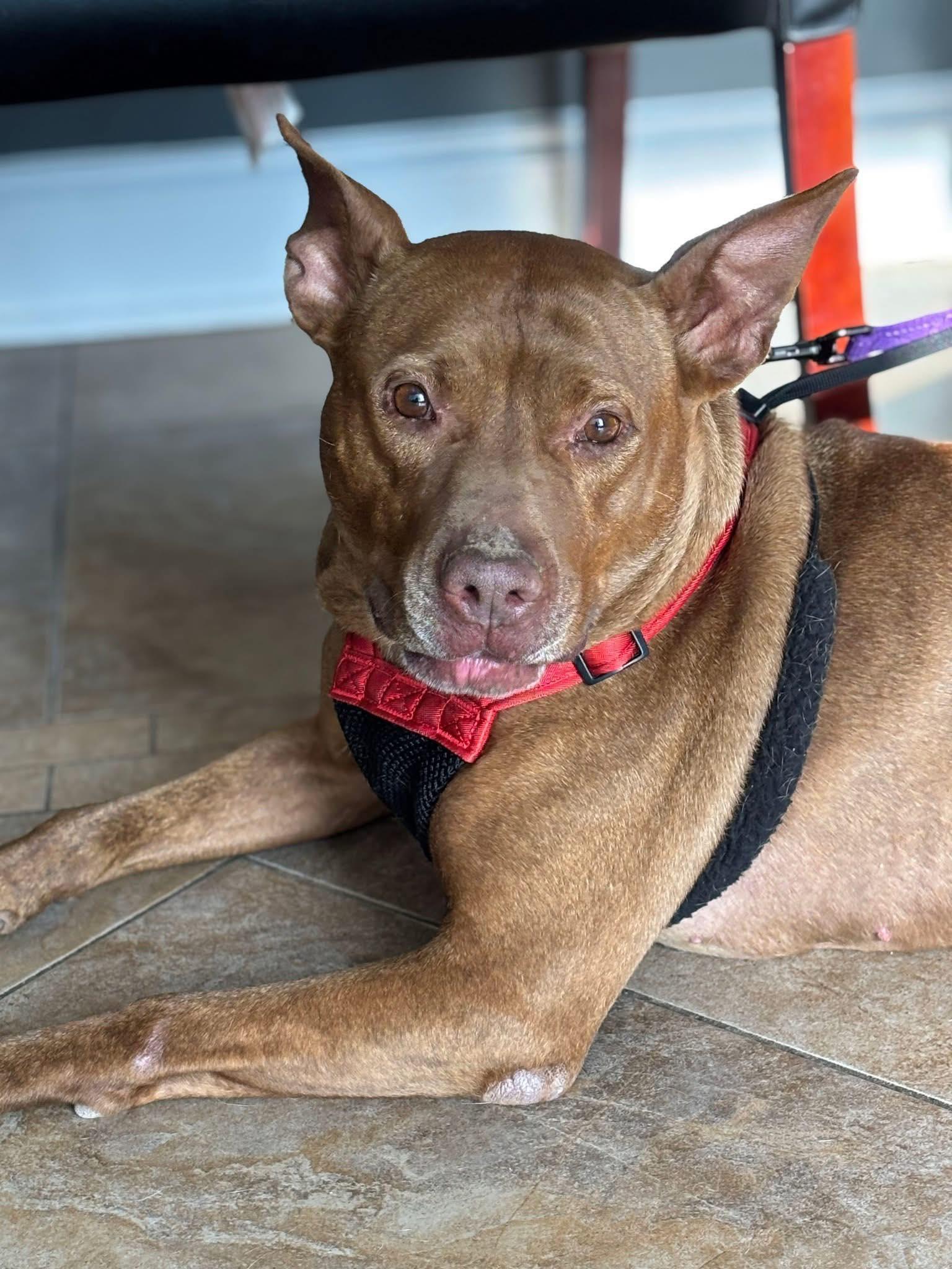 Enlarge Stitch, a Adoptable mixed breed in Fuquay Varina, NC image 3/3