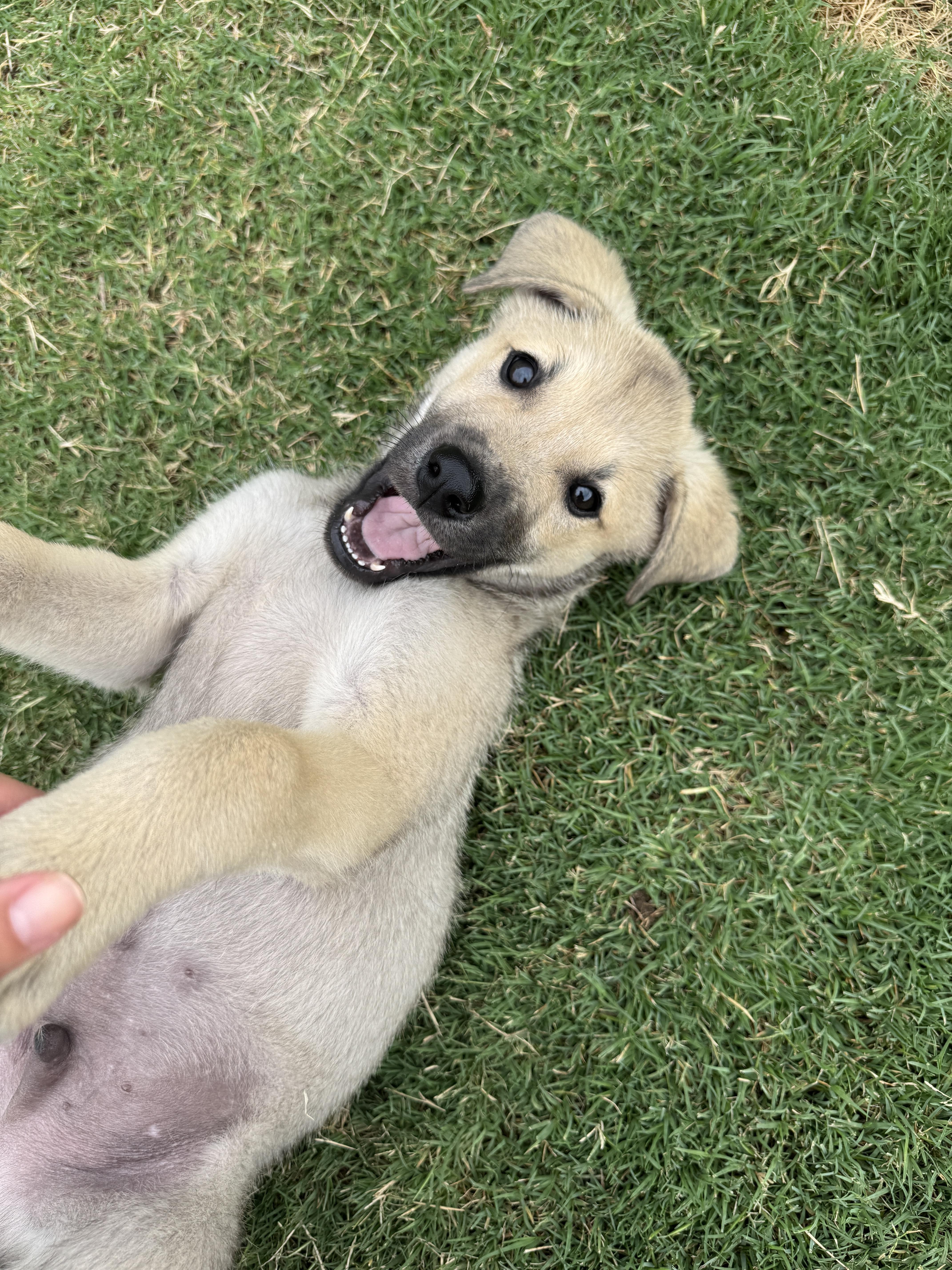 Enlarge BOBA, a ADOPTABLE mixed breed in Fuquay Varina, NC image 2/6