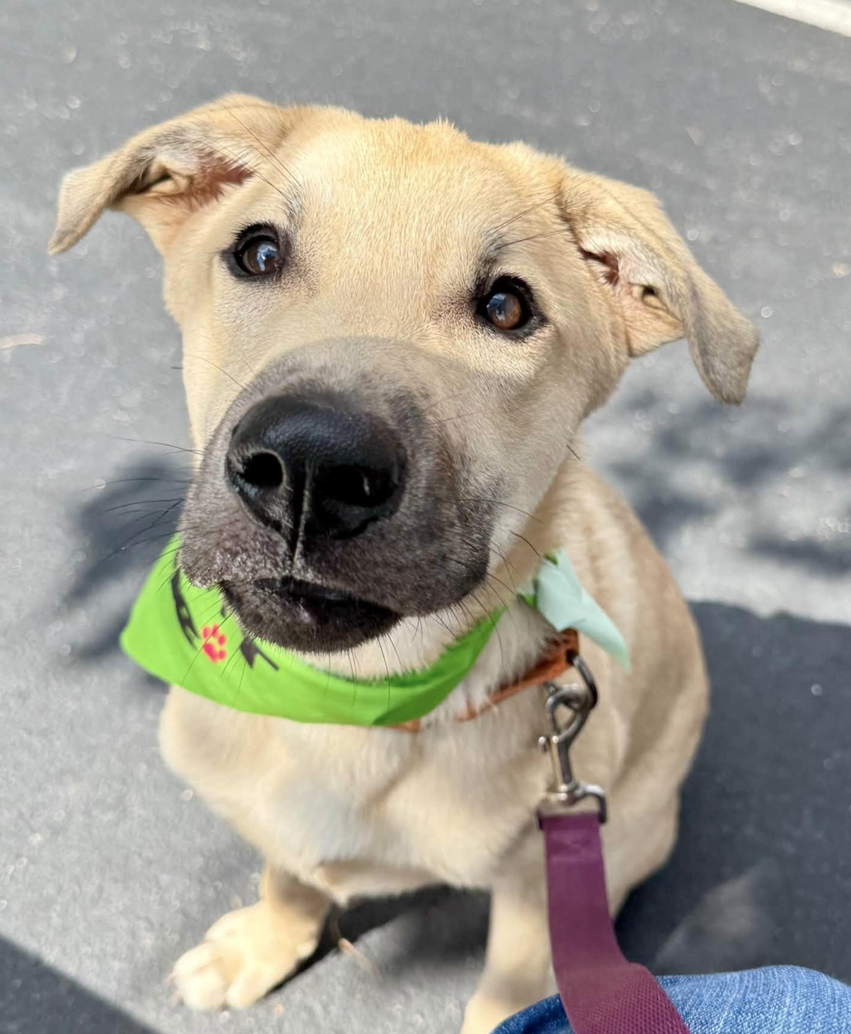Enlarge BOBA, a Adopted mixed breed in Fuquay Varina, NC image 2/6