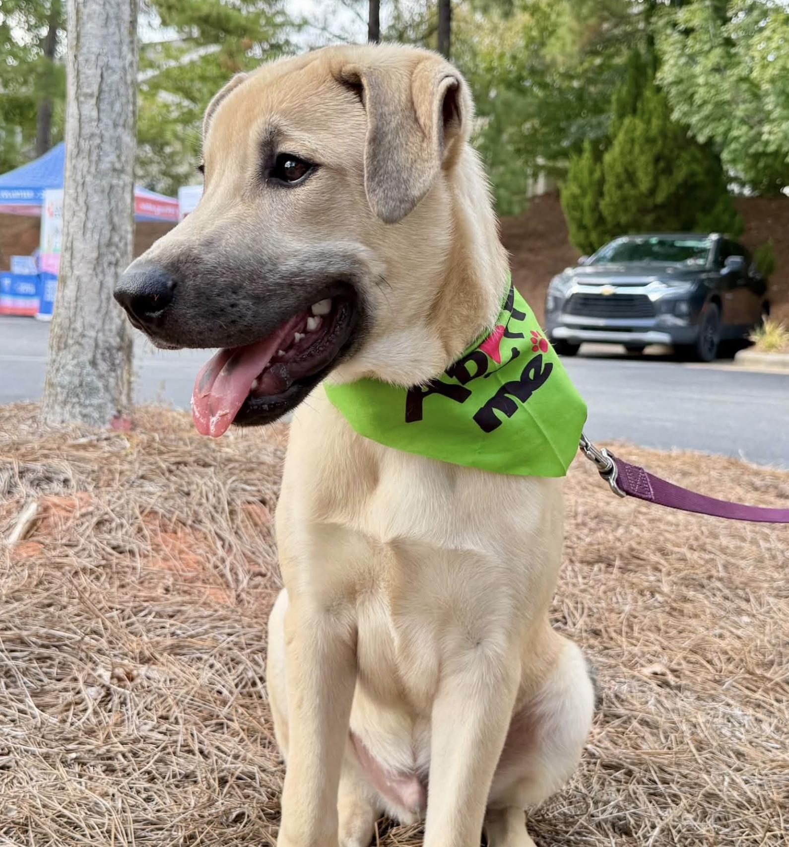 BOBA, Adopted, Puppy Male Great Pyrenees.