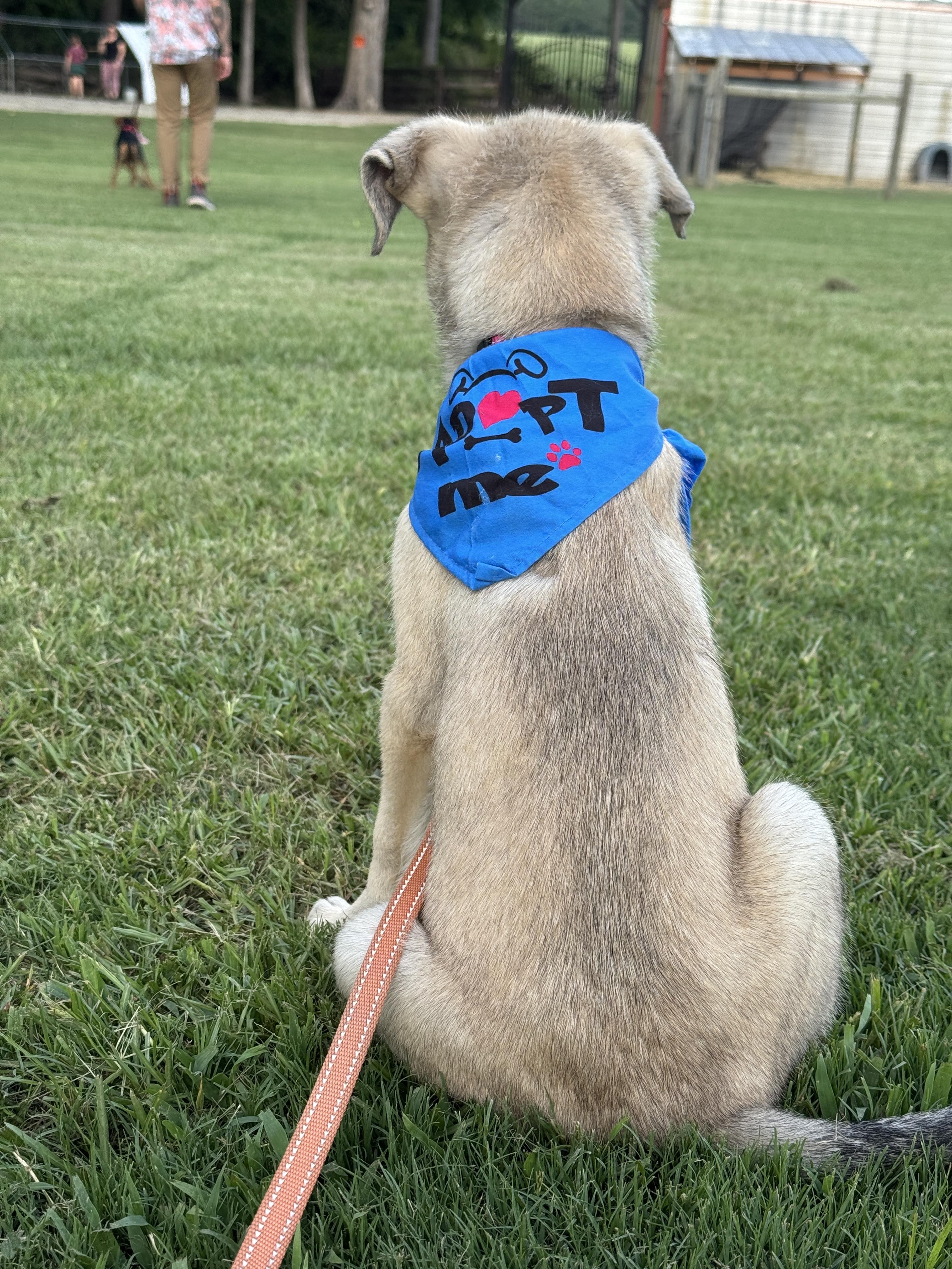 Enlarge BOBA, a ADOPTABLE mixed breed in Fuquay Varina, NC image 6/6